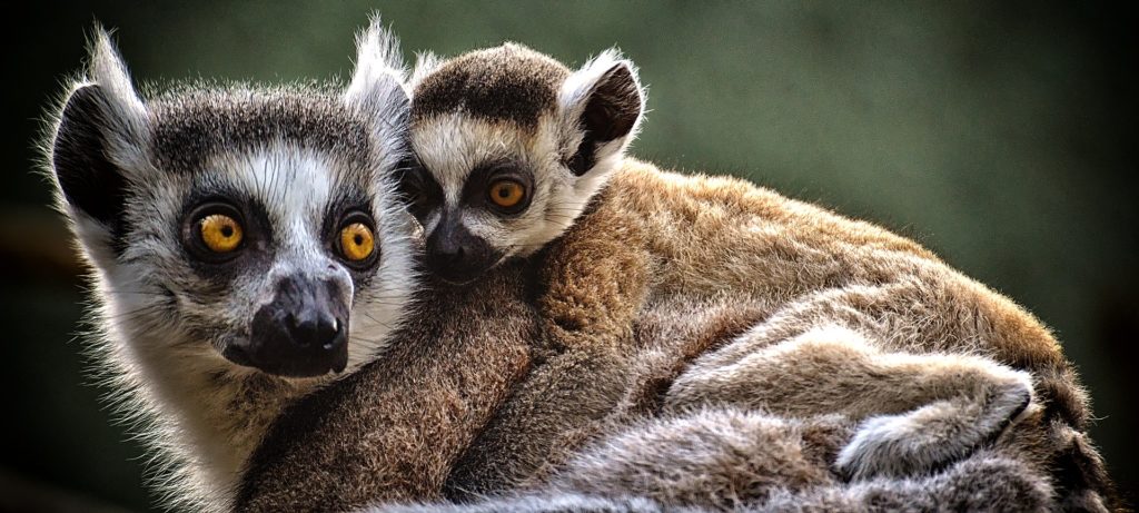 ZOO Frankfurt